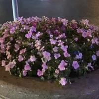 骑车的小圆头像