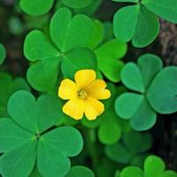 夜行植物园头像