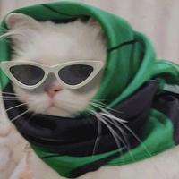 一心一意花猫RfZ头像