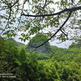 树静风止415头像