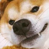 大黄cccccc头像
