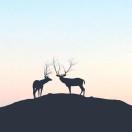 chengyu的个人资料头像