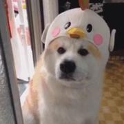 星旧学长的个人资料头像