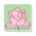 雪鹰942头像