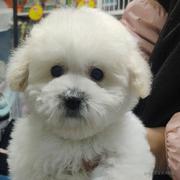 Dog的个人资料头像