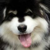 夜貓狸头像
