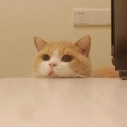 dqx1019的个人资料头像