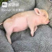 跑步的胡图图头像