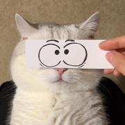 菠萝树的个人资料头像