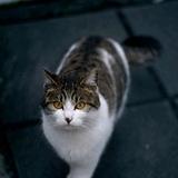小猫不乖头像