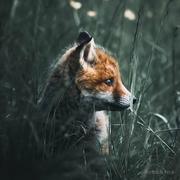 藏南旧的个人资料头像