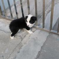 文文在深圳头像