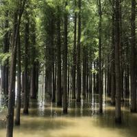 蓝胖子阿格隆头像