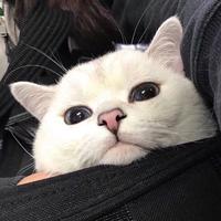 村头王调调头像