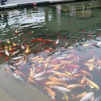 阳光下的葵花头像