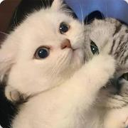 沐浴的猫的个人资料头像