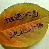 猪圈里的猫看世界头像