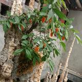 聪明的轮船G7G头像