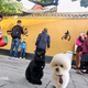 带着宠物去旅游头像