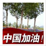 崔国庆953头像