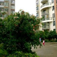 多才的诚志头像