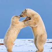 Wolf的个人资料头像