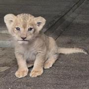 Dreamsidemroon的个人资料头像