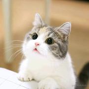 喵呱种子的个人资料头像