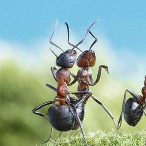 小蚂蚁搬砖头像