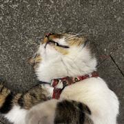 野生大黄的个人资料头像