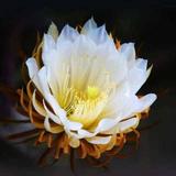 花厅煤头像