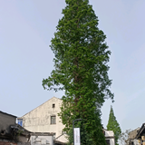 冰134455头像