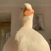 KoiC的个人资料头像