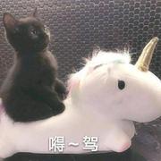 茶茶_的个人资料头像