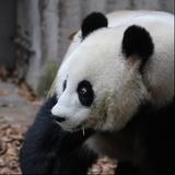 平时不言语头像