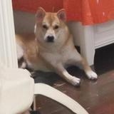 枣子和小黄头像