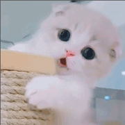 守护精灵儿的个人资料头像