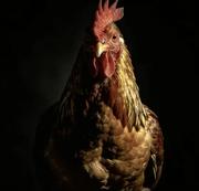 yellowbuff的个人资料头像