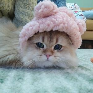 猫和猫和猫yu头像