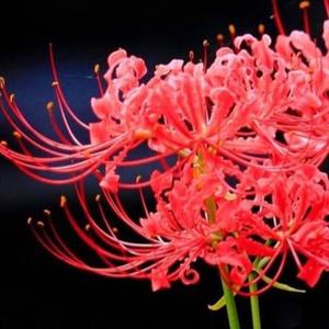 幸运的花头像