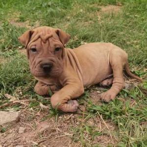 无语的争辩头像