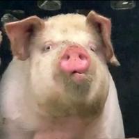 欢快饼干2O0头像