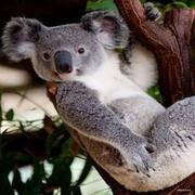 树呆熊的个人资料头像