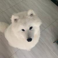 我爱酸奶麻花头像