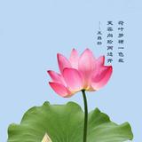 风清云淡4252650237390头像