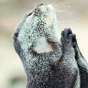 Nick_Lang的个人资料头像