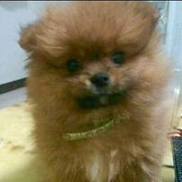 漂淡的清风头像