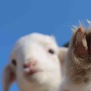 莓饱的个人资料头像