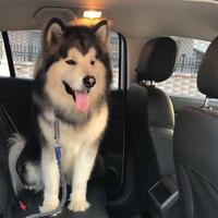 阿呆不是哈士奇头像