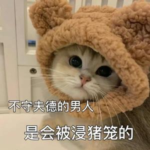 Cute出猫头像